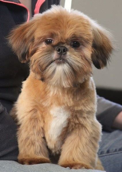 20+ Best Shih Tzu Haircuts Lion Cut - Shih Tzu Haircuts (2025 Guide)