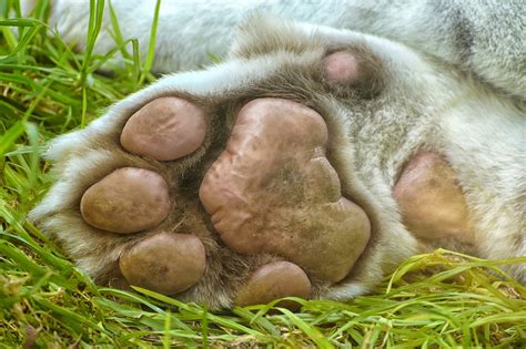Tiger Tass Sova - Gratis foto på Pixabay - Pixabay