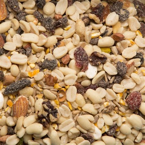 Best Woodpecker Food Online | Healthy Food for Woodpeckers