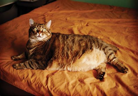 fat   insult dictionarycom