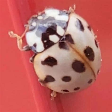 white ladybug learn  nature