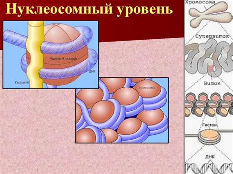 Структура и функции хромосом - презентация онлайн