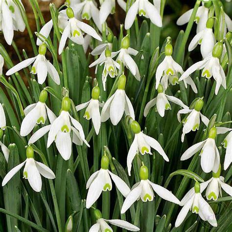 Галантус / Подснежник Элвиса (Galanthus elwesii) купить луковицы в ...