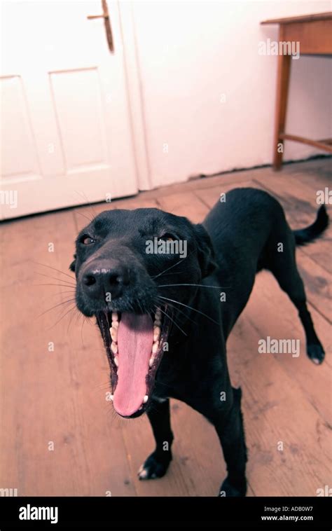 Black Labrador Cross Dog Yawning Stock Photo - Alamy