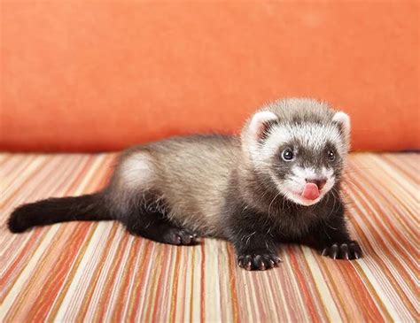 Baby Ferrets or Adults? (Updated Buying Guide)