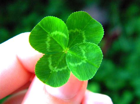 beautiful  leaf clover