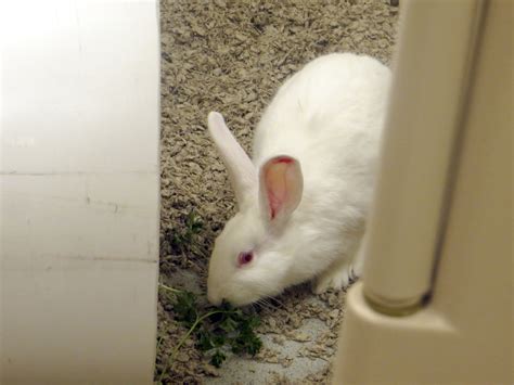 Research Rabbit Eating Parsley - Come See Our World