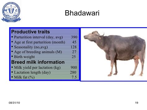 Buffalo breeds 1