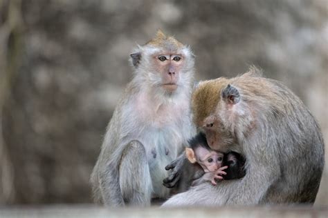 Fotos De Macacos Fofos