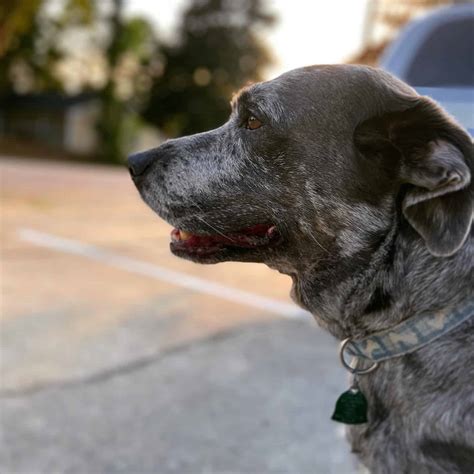 Catahoula Blue Heeler Mix: Guide To The Catahoula Heeler