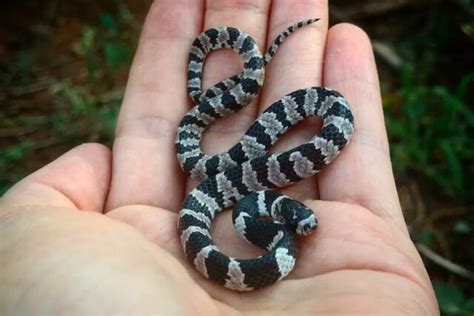 Cobra Preta E Branca Dormideira - Cobra Dormideira – Dócil e sem Veneno: Não é Jararaca! – COBRAS