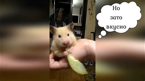 Грустно, но вкусно #хомяк #хомякБоня - YouTube