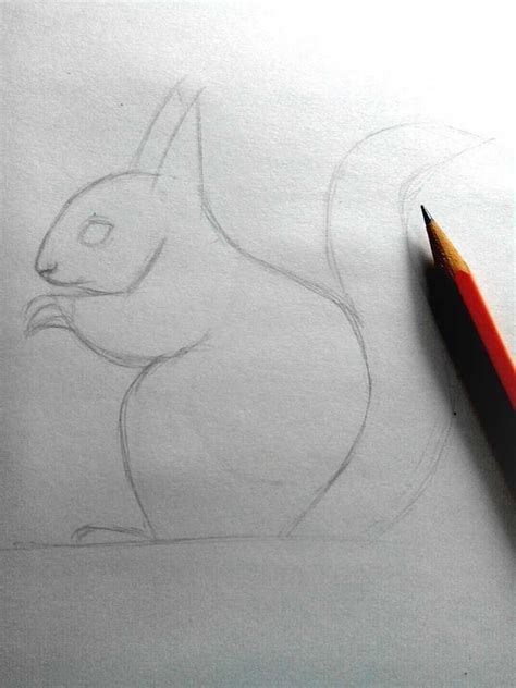 Как нарисовать белку - инструкции по рисованию для начинающих. Простые ...