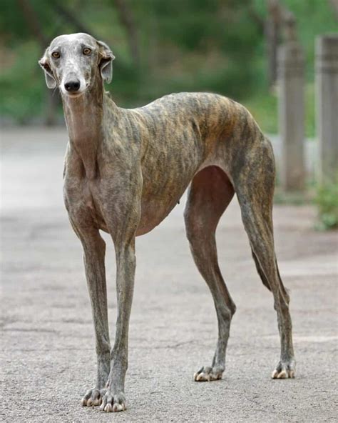 20 Best Tall Skinny Dog Breeds (With Pictures)