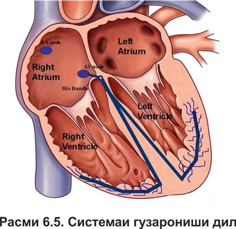Дорухои зидди аритмияи дил