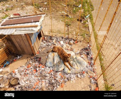 How Do You Tell If A Dog Has Been Abandoned