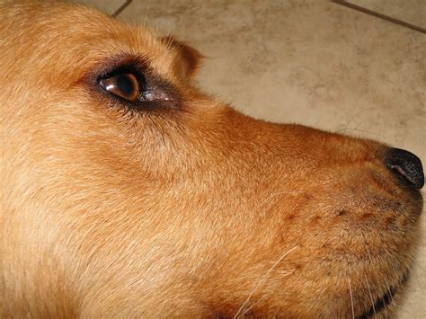 Why Does My Dog Have A Bump On Her Nose