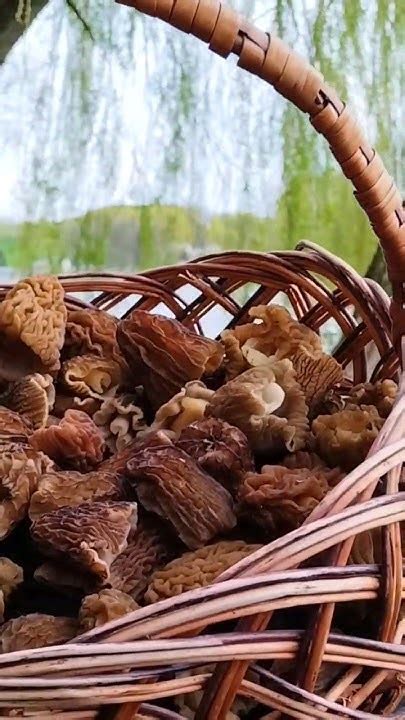 Крупная сморчковая шапочка. #сморчковаяшапочка #грибы #гриб #тихаяохота ...