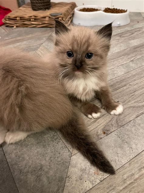 6 weeks old mink seal mitted Ragdoll question.. : r/ragdolls