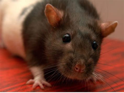 Soñar con Ratas Gigantes