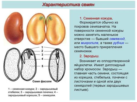 Плоды, семена - online presentation