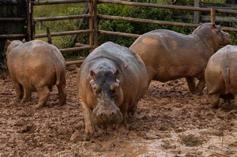 Film imagines inner life of Pablo Escobar's prized hippo | Philstar.com