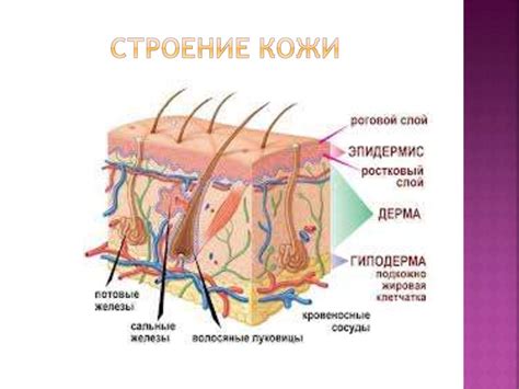 Уход за подростковой кожей - презентация онлайн