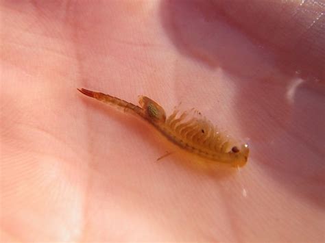 vernal pool fairy shrimp (Branchinecta lynchi) by The Nature ...