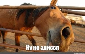 Создать мем "лошадь конь, любопытная лошадь, морда коня" - Картинки ...