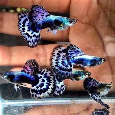 Cập nhật bảng giá cá guppy (7 màu) mới nhất hiện nay