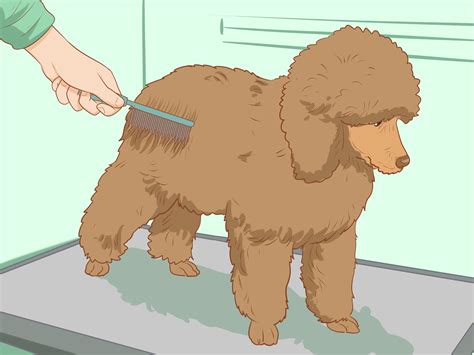 How to Brush a Poodle: Comb and Brush Recommendations