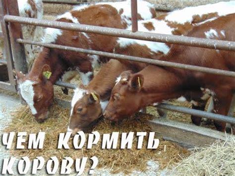 Чем кормить корову? Классификация кормов - YouTube