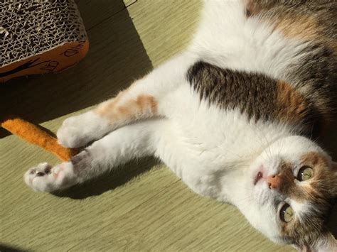 My sweet Lina : cats
