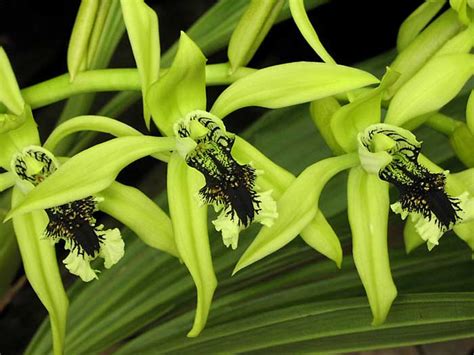 Rusmilawati: Anggrek Hitam (Coelogyne pandurata) Asli Kalimantan