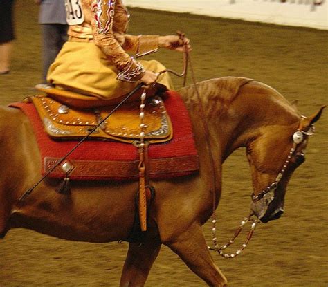 Arabian Horse Times: Sidesaddle: The Ladies Sport