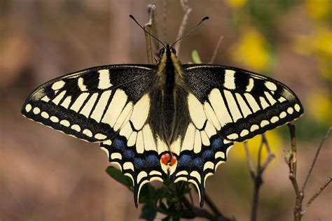 Lastin rep (Papilio machaon) - Plantea