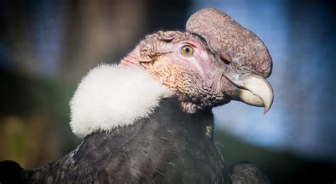 kondor Archivy - AVIFAUNA - Český online magazín o ptácích