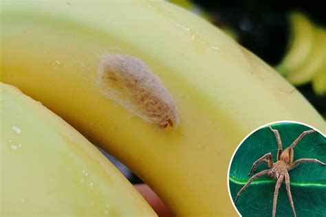 Supermarket warning as 'world's most venomous spider' spotted in a ...