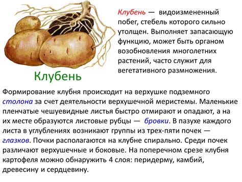 "Вегетативные органы растений", 6 класс. Формат ppt. Опубликовано 05.02 ...