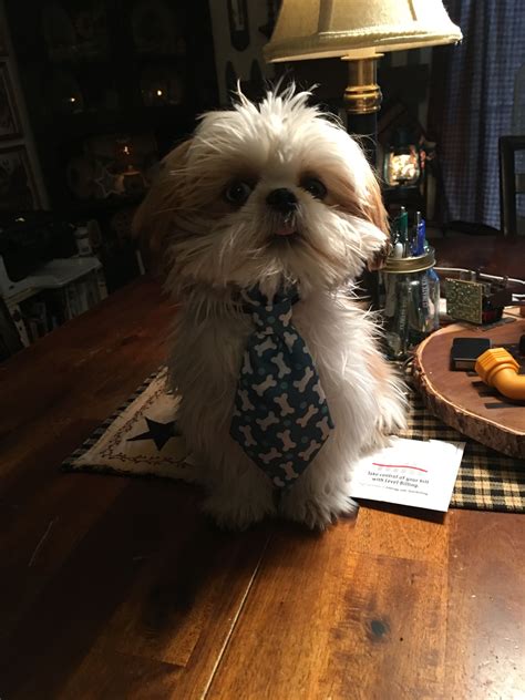 Pin by Jewels Ross on Critters and such | Shih tzu dog, Cute animals, Sweet dogs