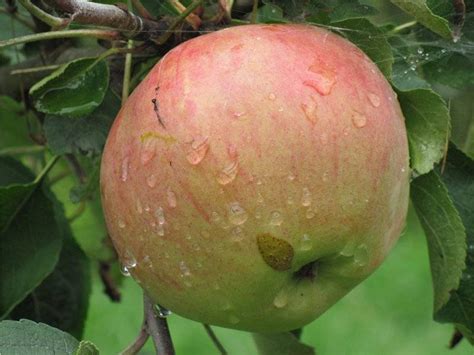 Яблоня Башкирский Красавец Описание Фото – Telegraph