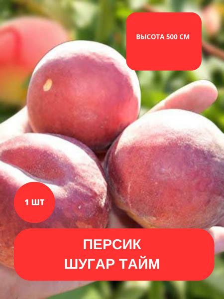 Клубни купить по выгодной цене в интернет-магазине OZON (1136039365)