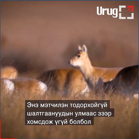 📌ЗЭЭРИЙН НҮҮДЭЛ ХЯЗГААРЛАГДАЖ БУЙ НЬ ТЭДНИЙ ХОРОГДОХ ШАЛТГААН БОЛЖ ...