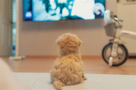 Ever Wonder How Dogs See TV? Can Dogs Watch TV?