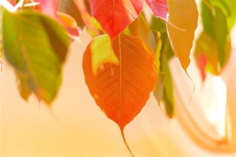 60+ Free Лист Бодхи & Bodhi Images - Pixabay
