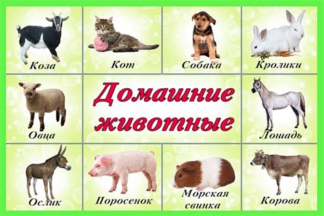 Купить таблицы домашние животные 15шт по выгодной цене