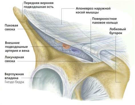 Воспаление паховой связки у мужчин и женщин: причины, симптомы, лечение ...