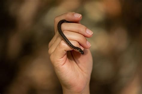 Sonhar Com Cobra Mordendo A Mão - Uma mão segurando uma cobra que está prestes a mordê-la | Foto Premium