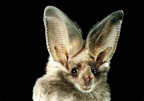 Bat Ears are awesome : r/pics