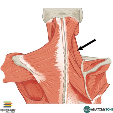 Levator Scapulae - AnatomyZone